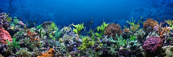 Bermuda Activities, Glass Bottom Boats