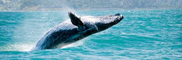Whale Watching, Bermuda Activities